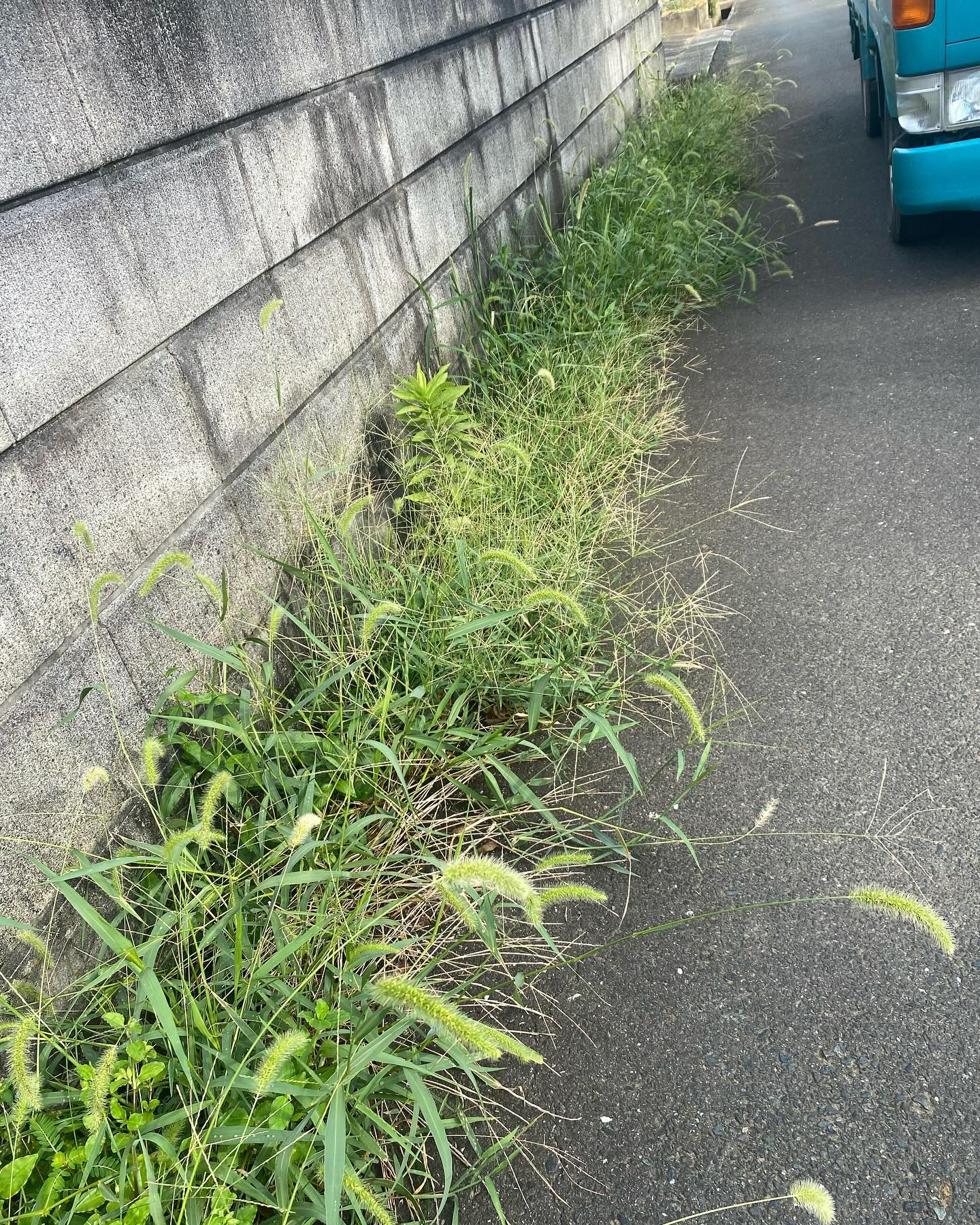 今日のお仕事は、お庭の草刈り！