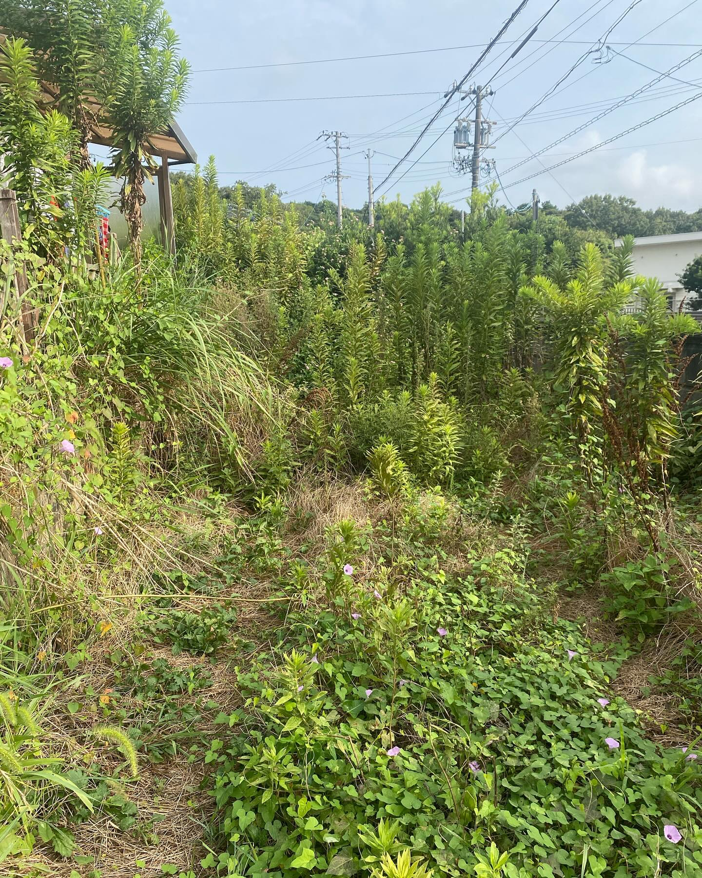 今日のお仕事は、お庭の草刈り！