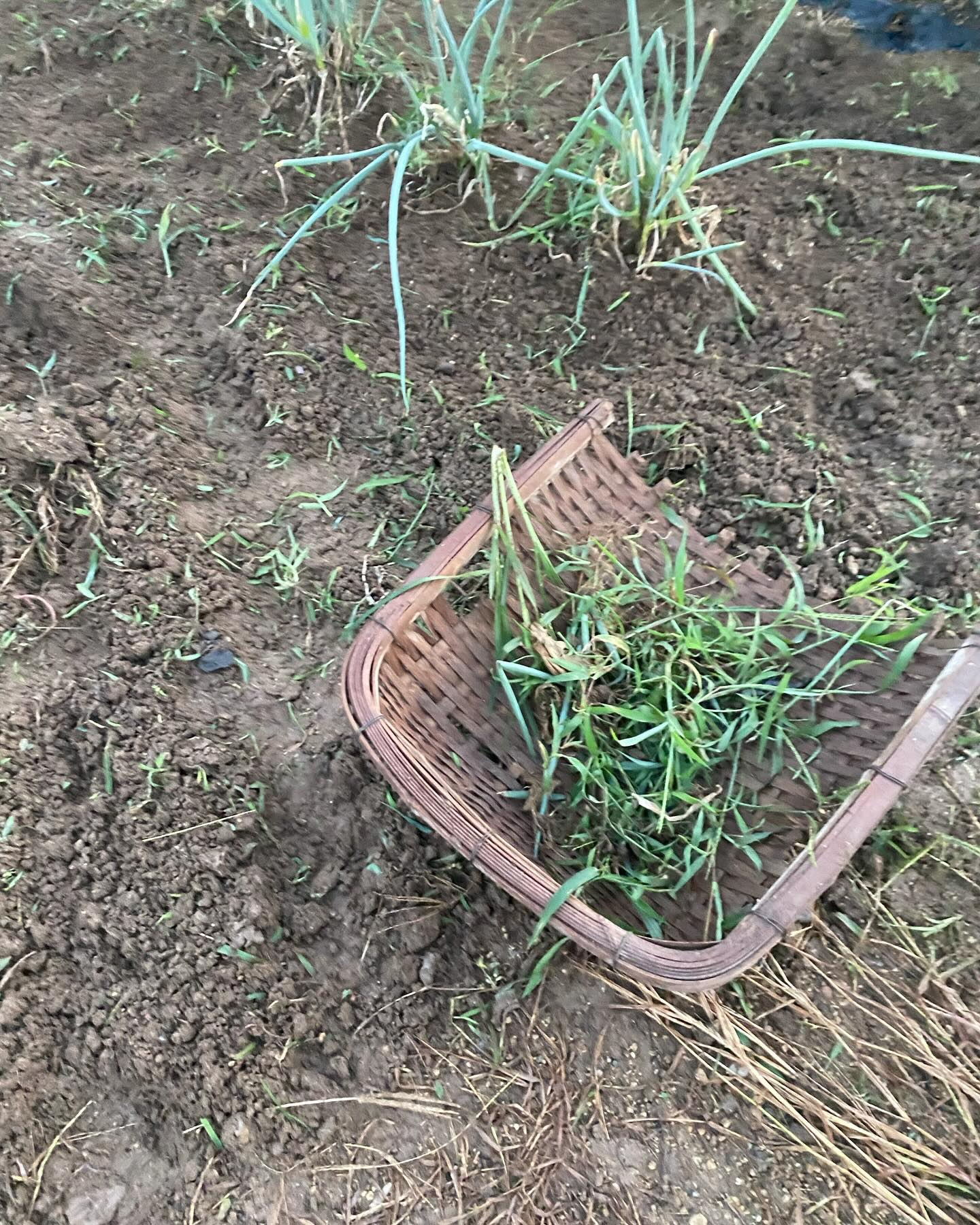 畑の草刈りしましたー！🚜🌾