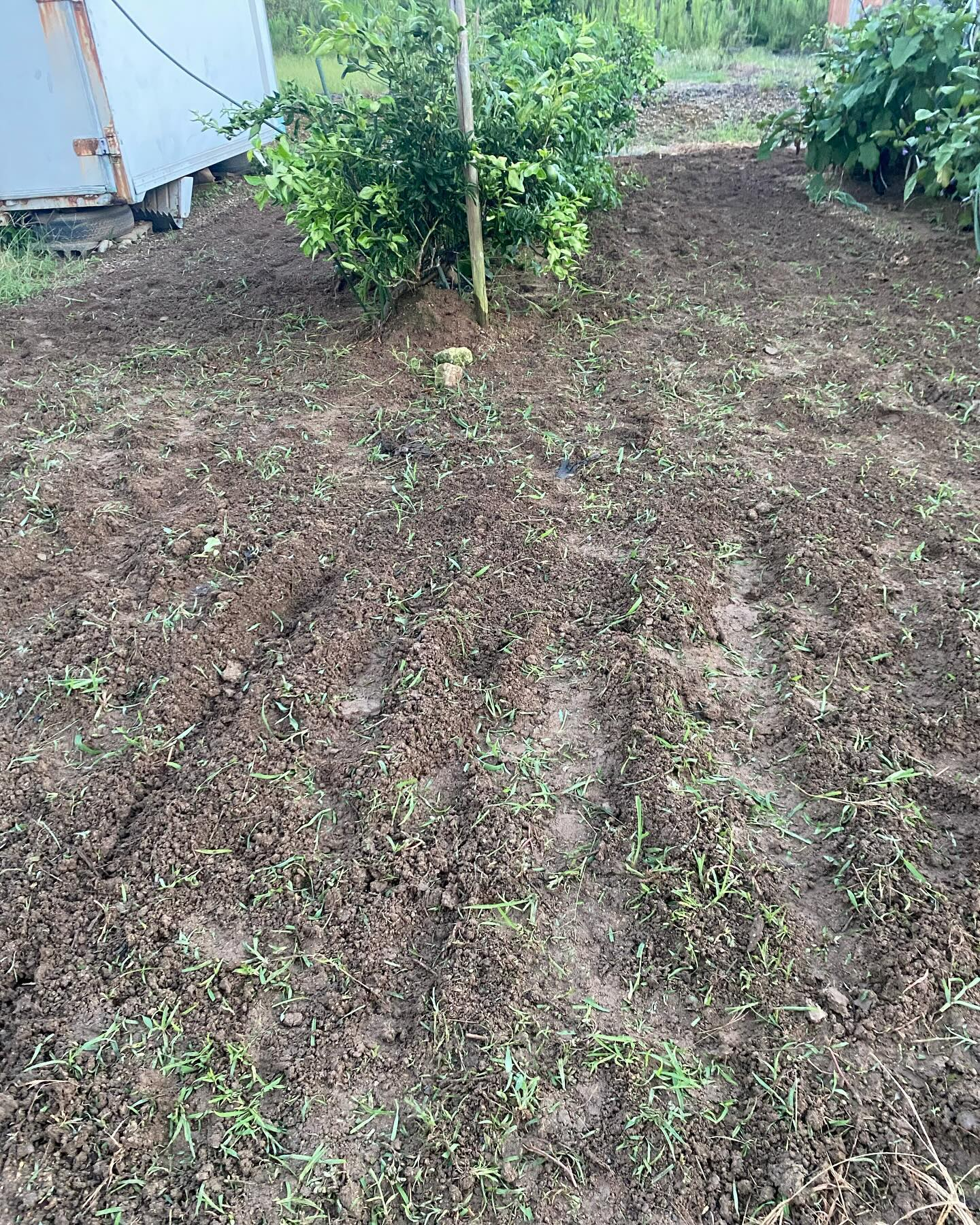 畑の草刈りしましたー！🚜🌾