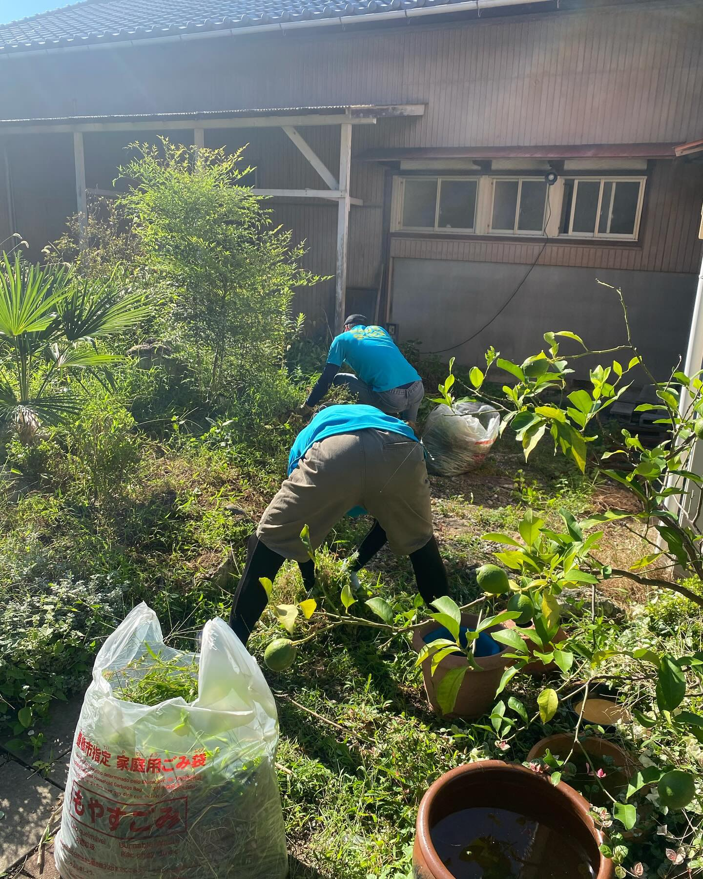 お庭の草刈りー！🌿