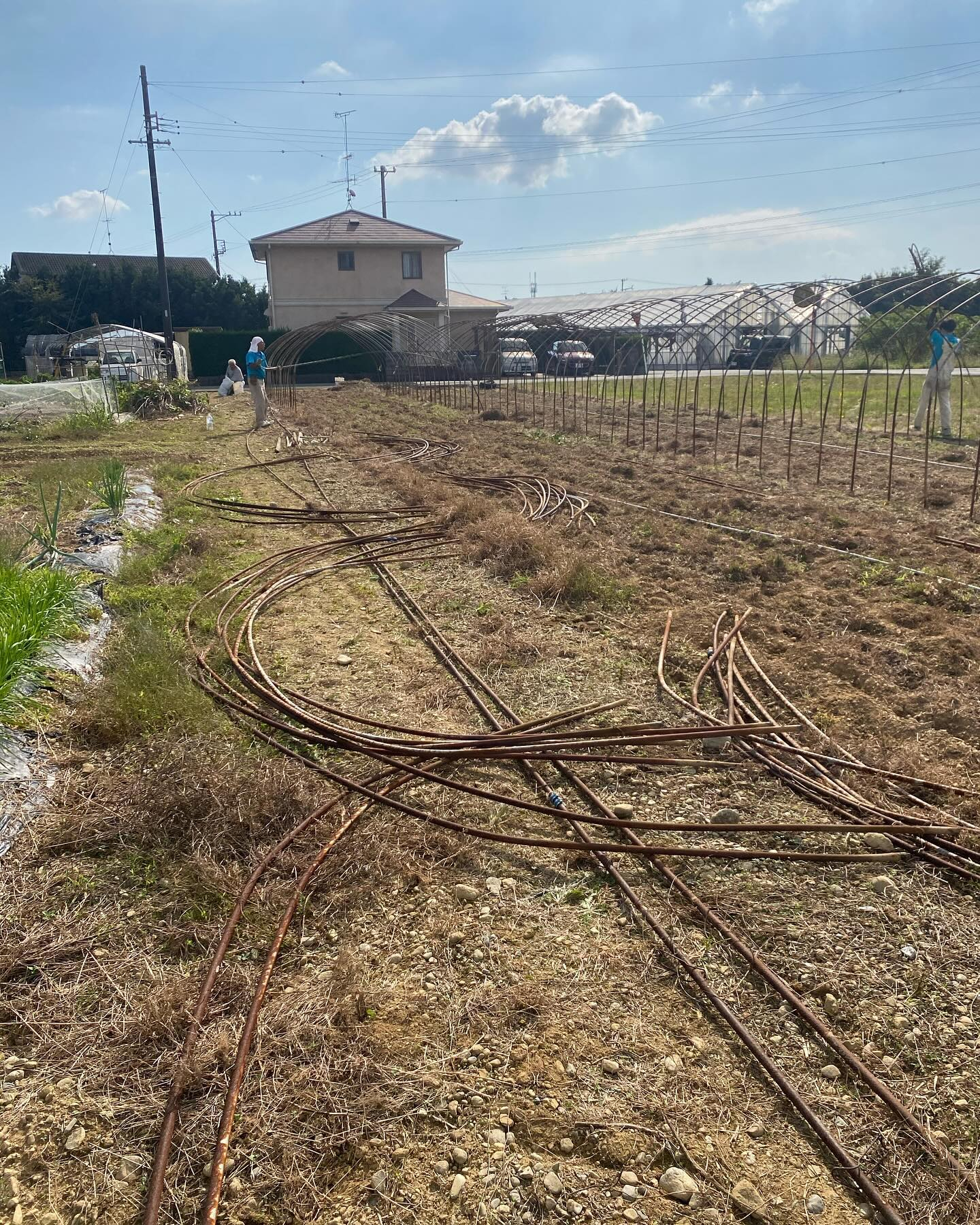 ビニールハウスの解体作業ー！