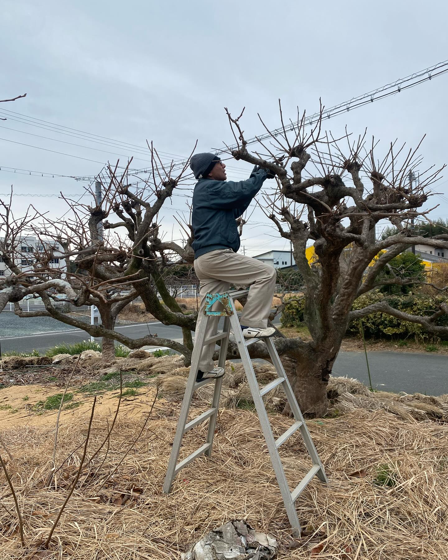 湖西市での柿の木の剪定ー！