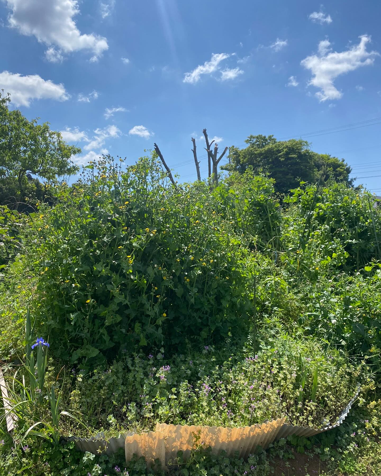 湖西市での草刈り作業ー！