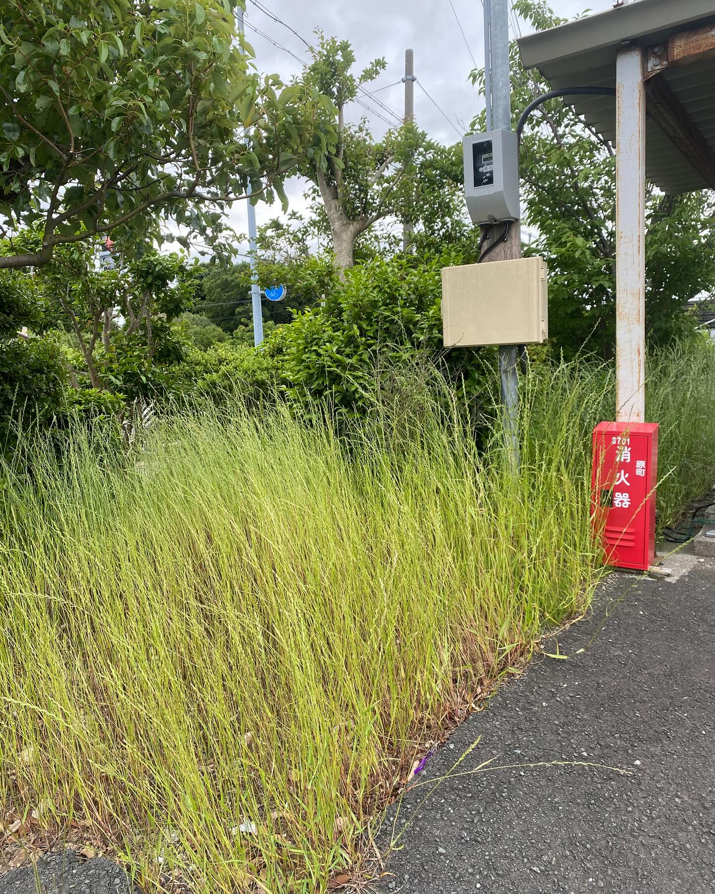 豊橋市での草刈りー！