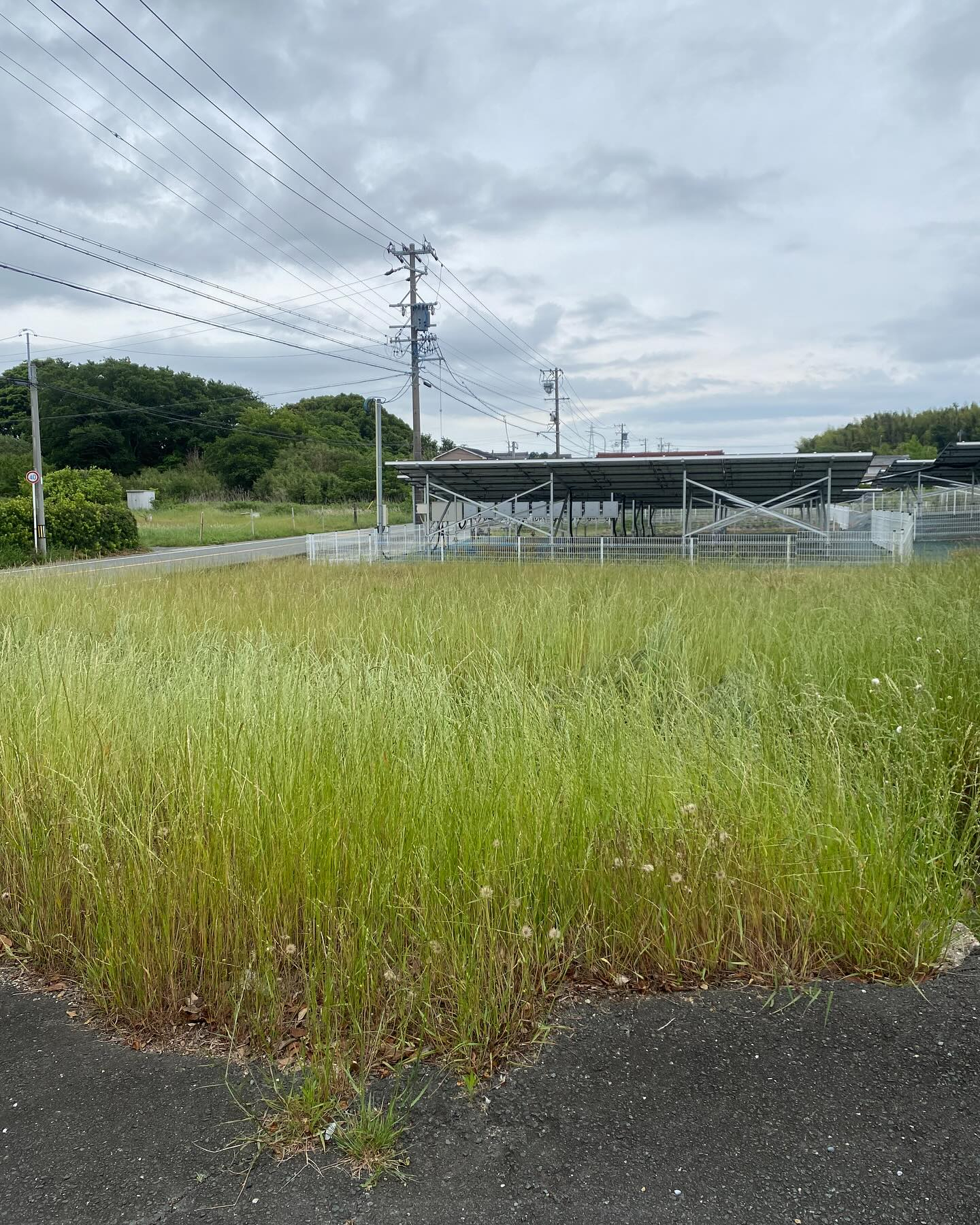 豊橋市での草刈りー!