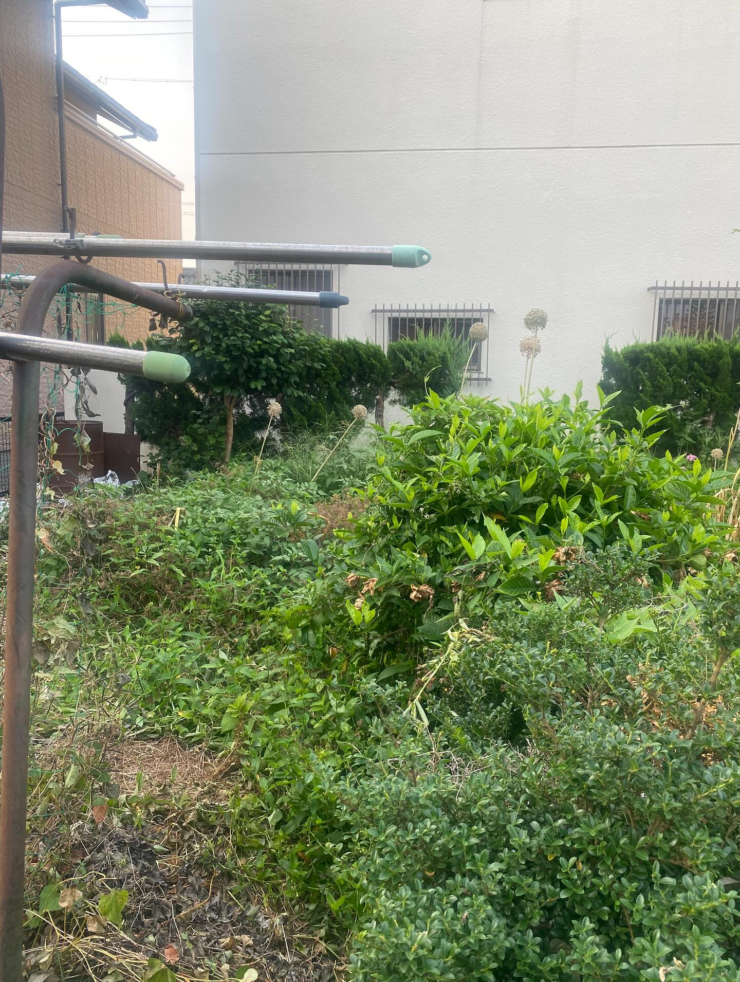 草刈りー！(豊橋市)