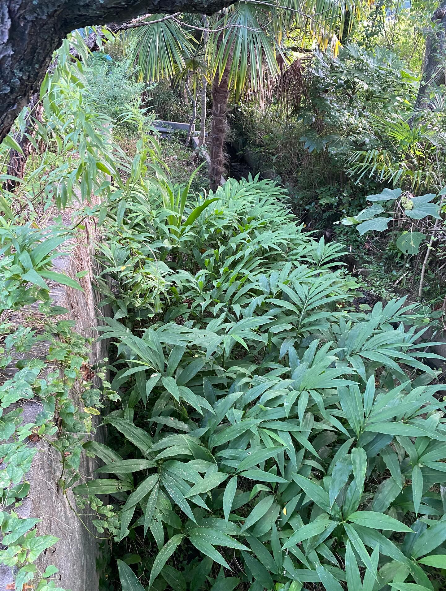 草刈り作業ー!(豊橋市)