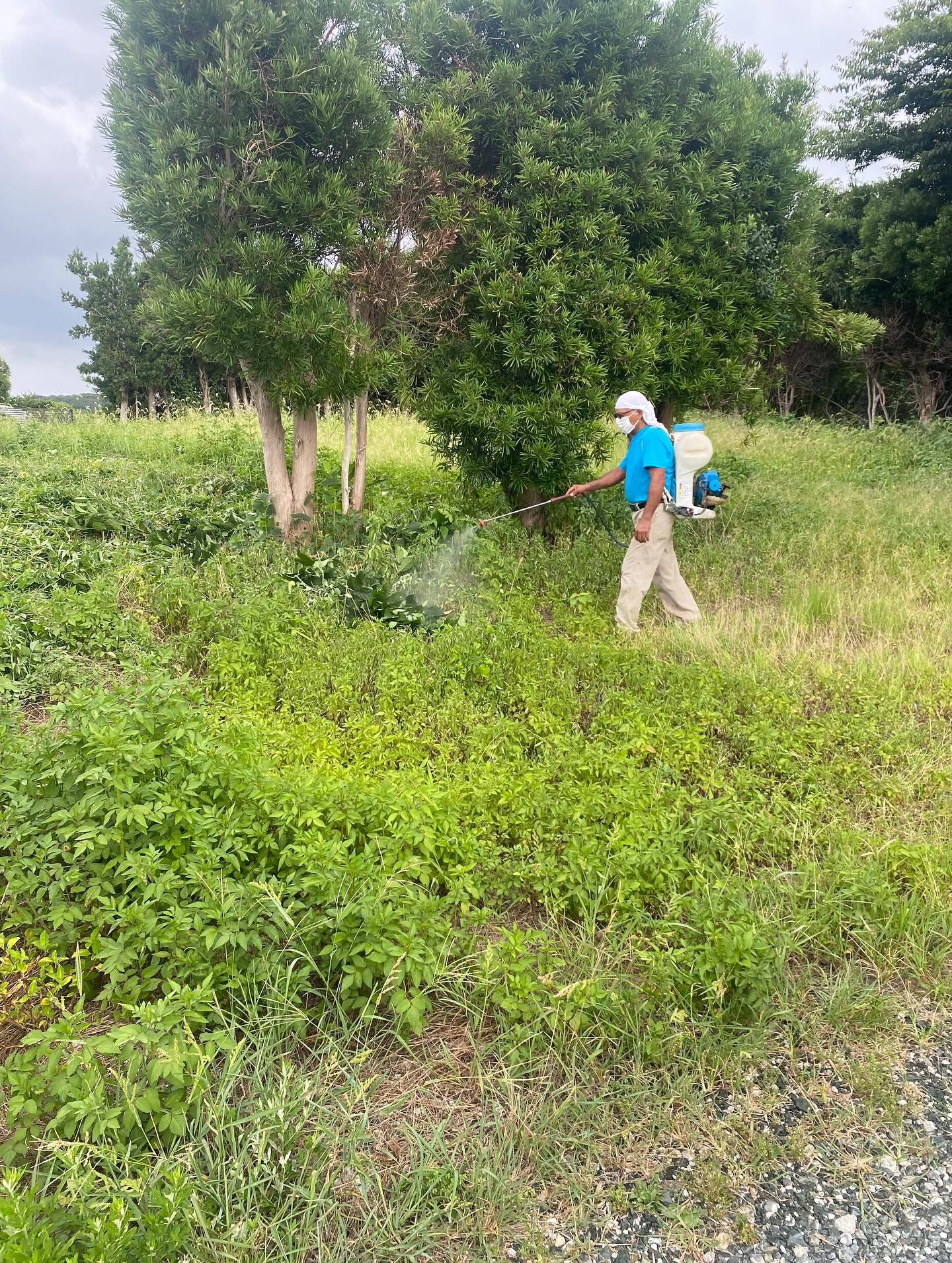 除草剤の散布ー！