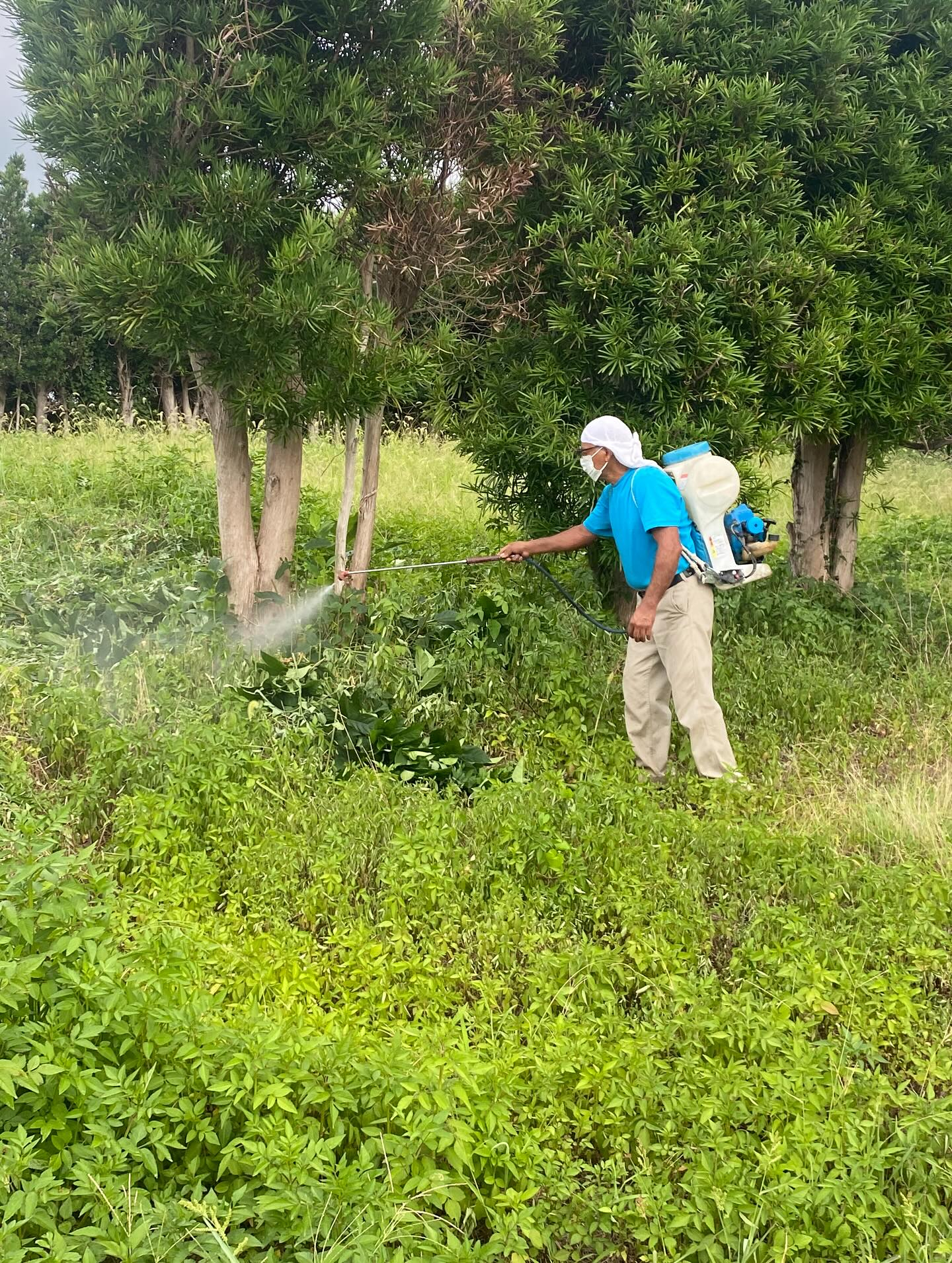除草剤の散布ー！
