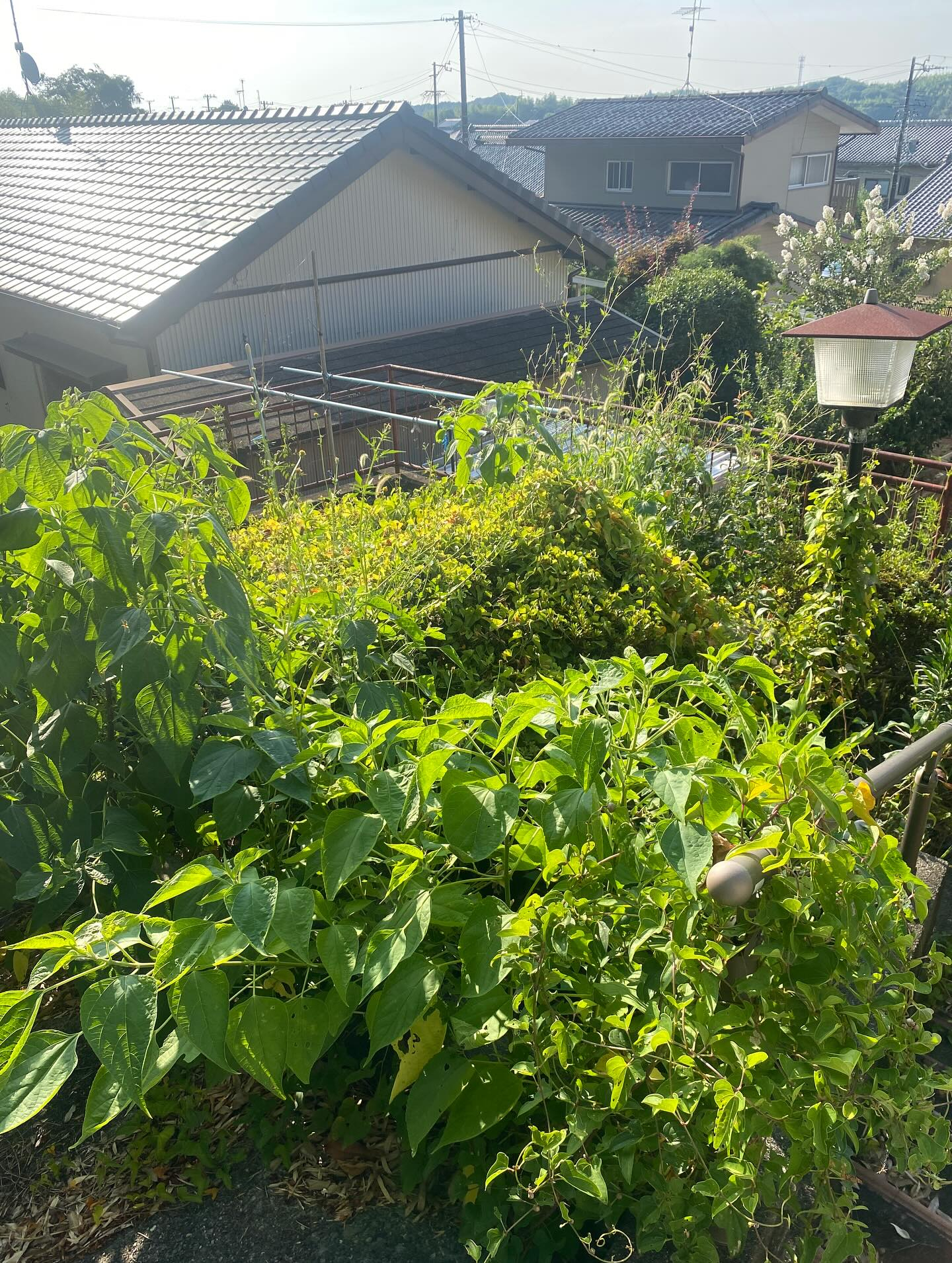 草刈りー！（湖西市）