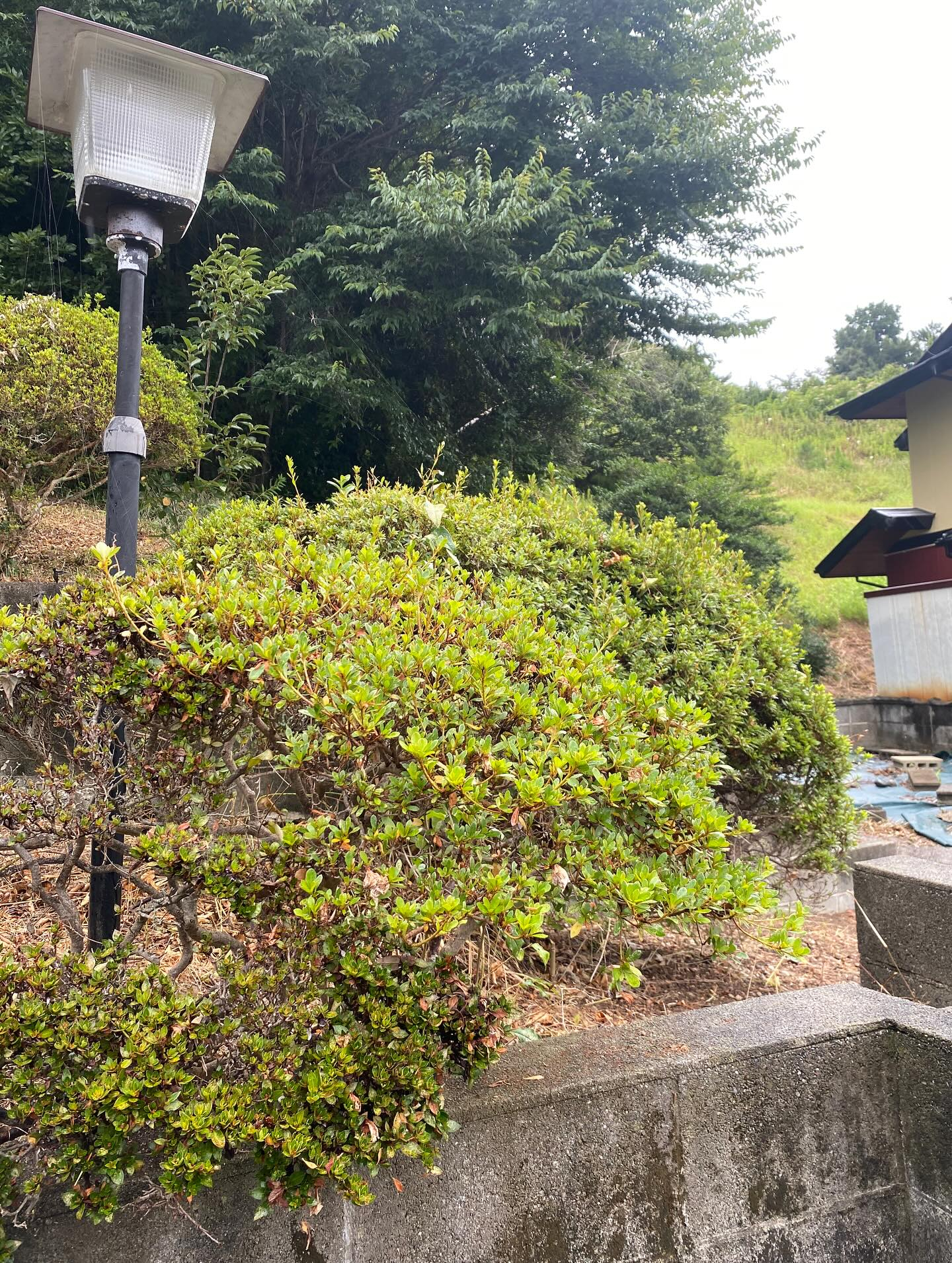 草刈りー！（湖西市）