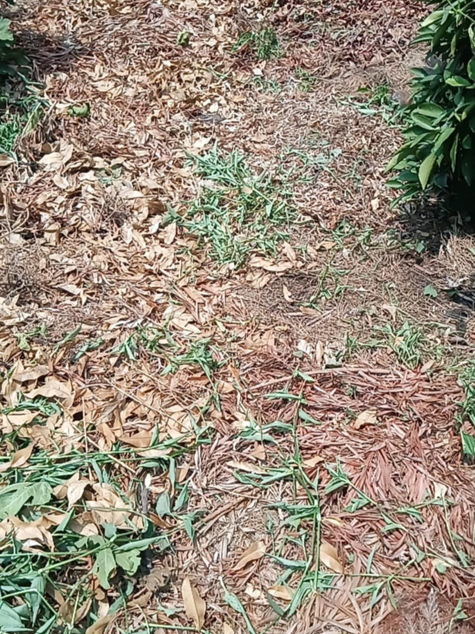 草刈りー！（湖西市）