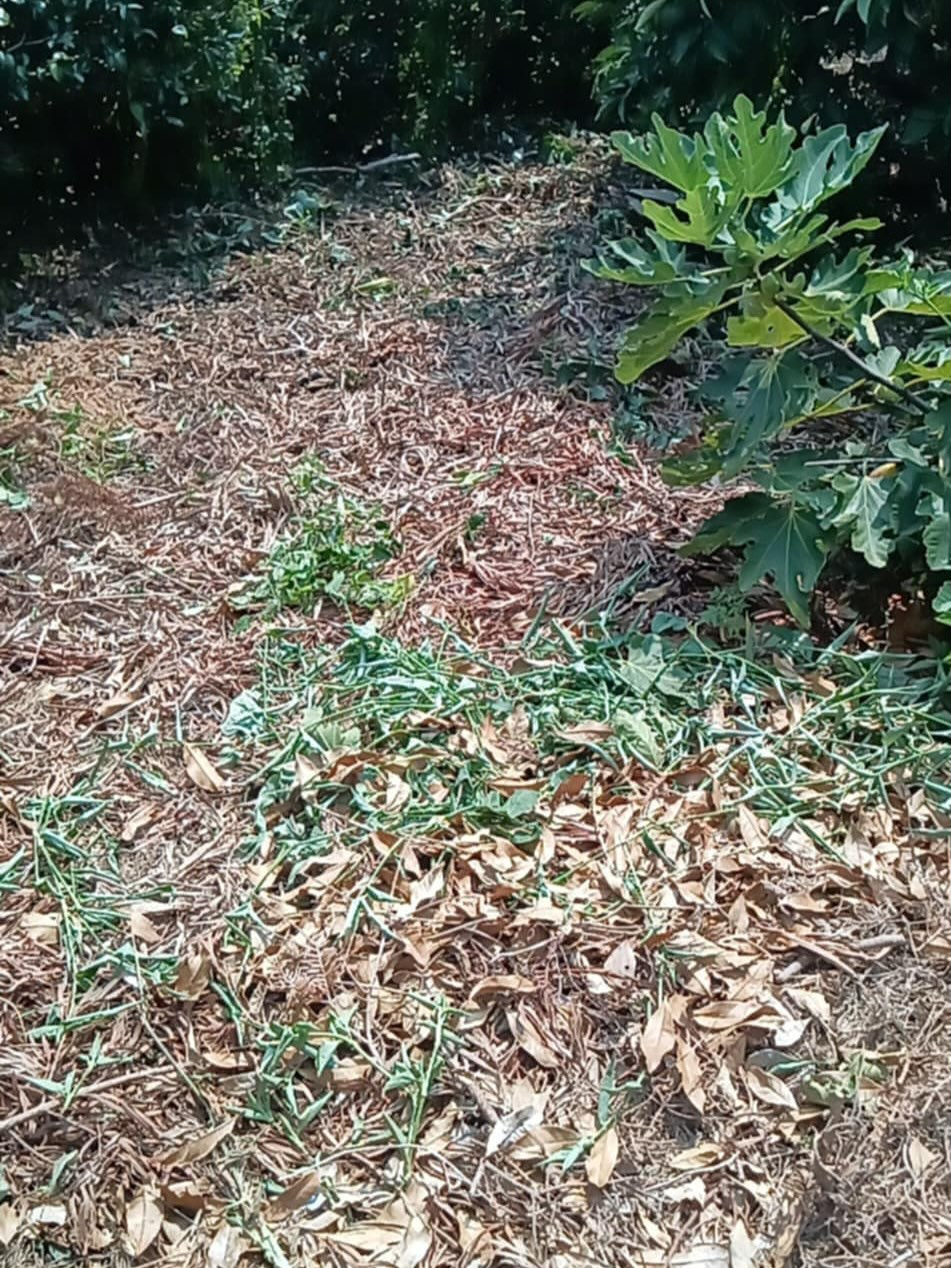 草刈りー！（湖西市）