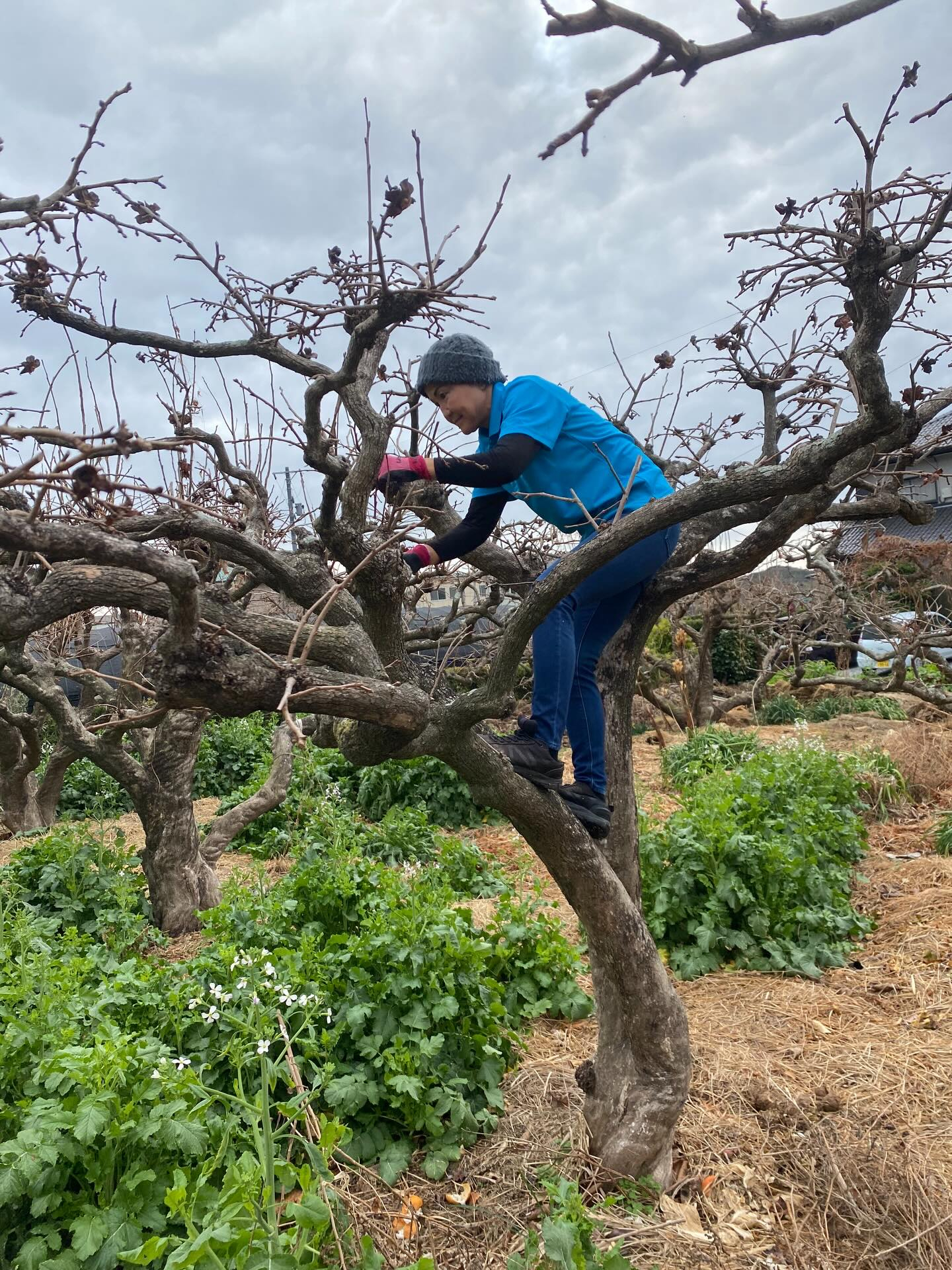 昨年に引き続き、今年も柿の木の剪定をご依頼いただきました。