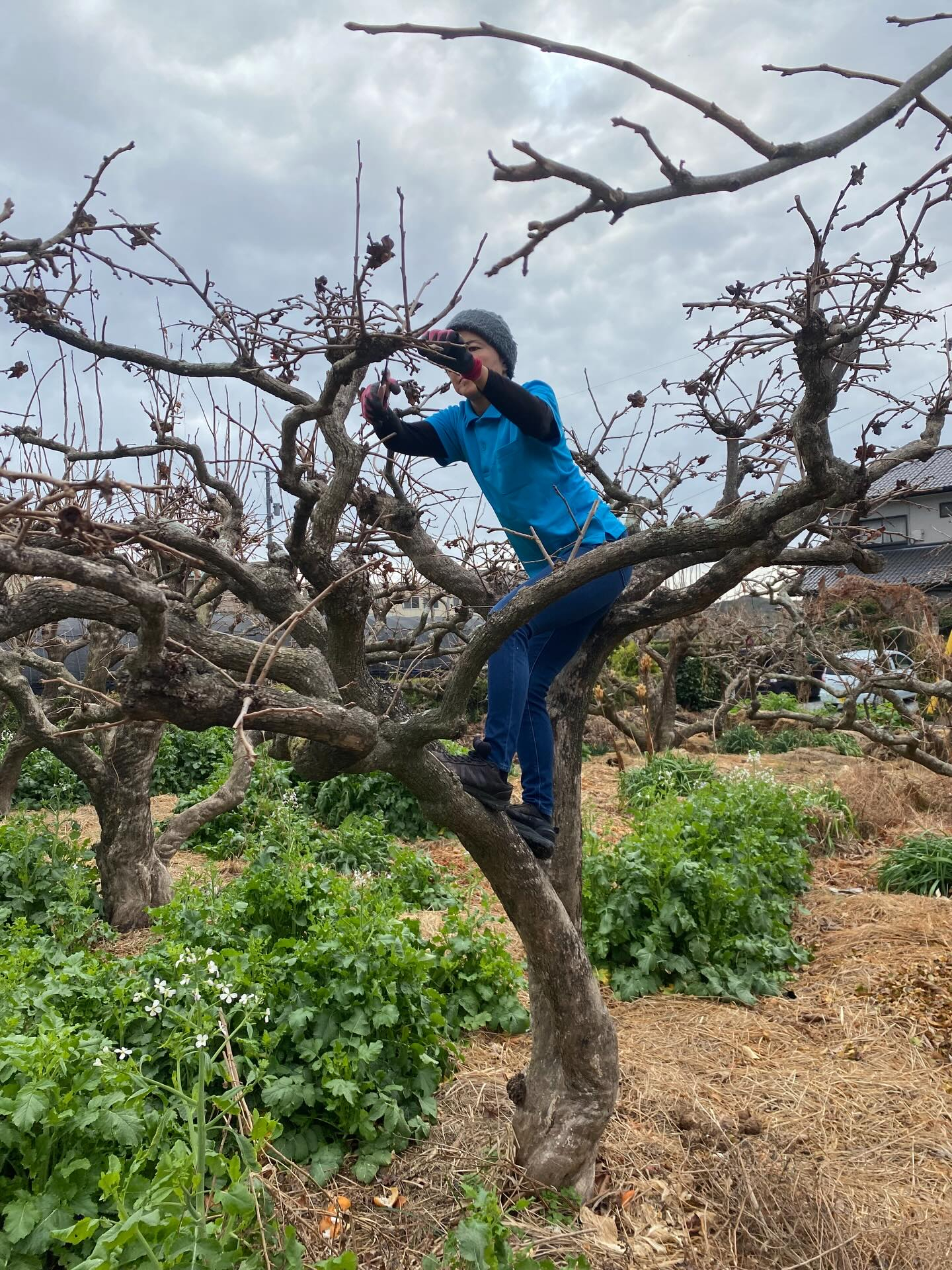 昨年に引き続き、今年も柿の木の剪定をご依頼いただきました。
