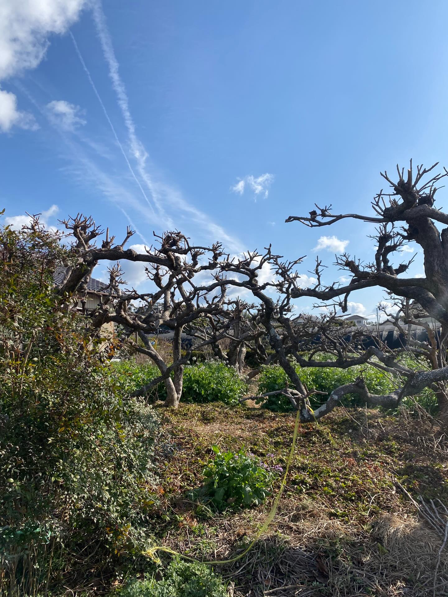 昨年に引き続き、今年も柿の木の剪定をご依頼いただきました。