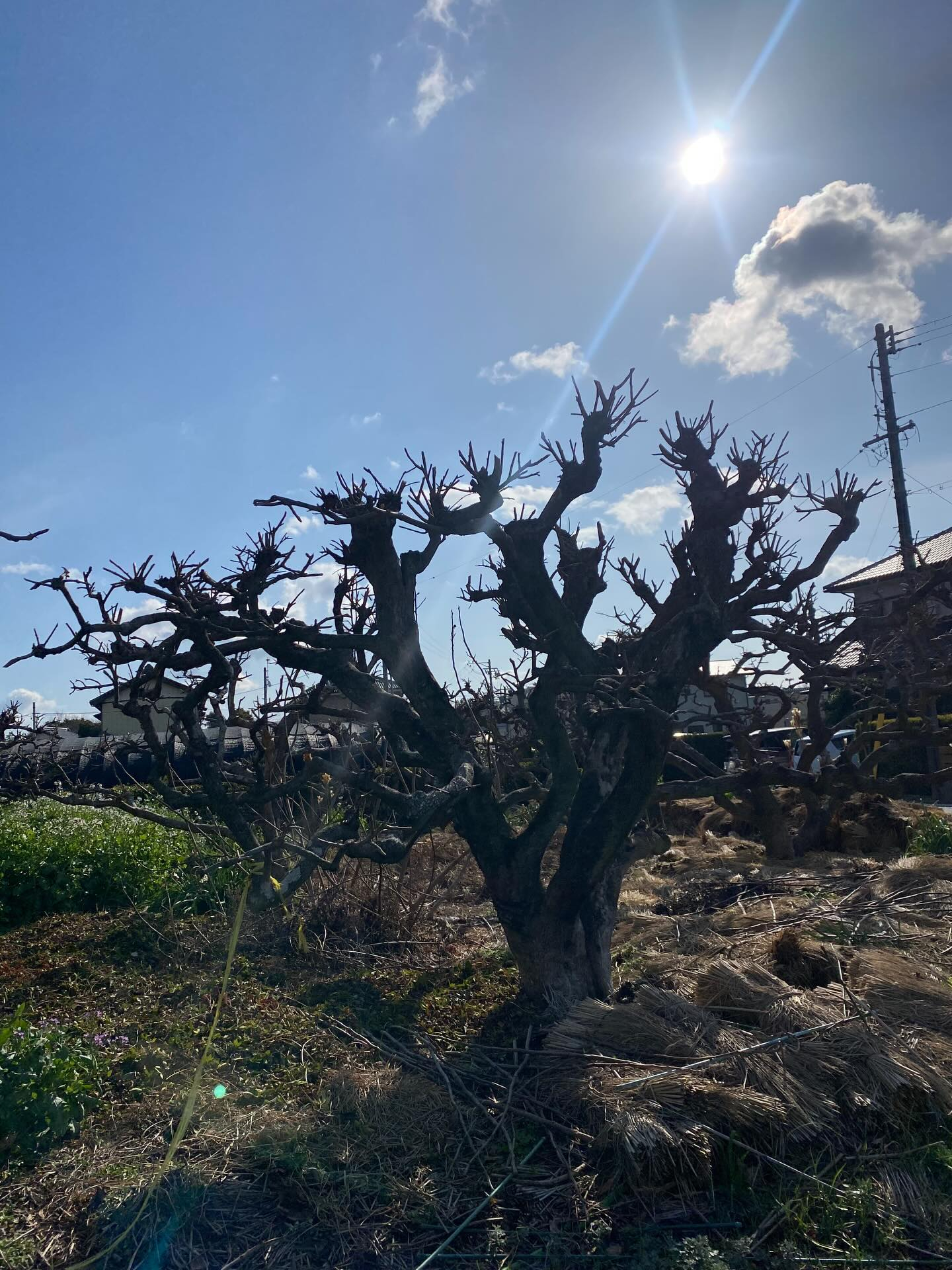 昨年に引き続き、今年も柿の木の剪定をご依頼いただきました。